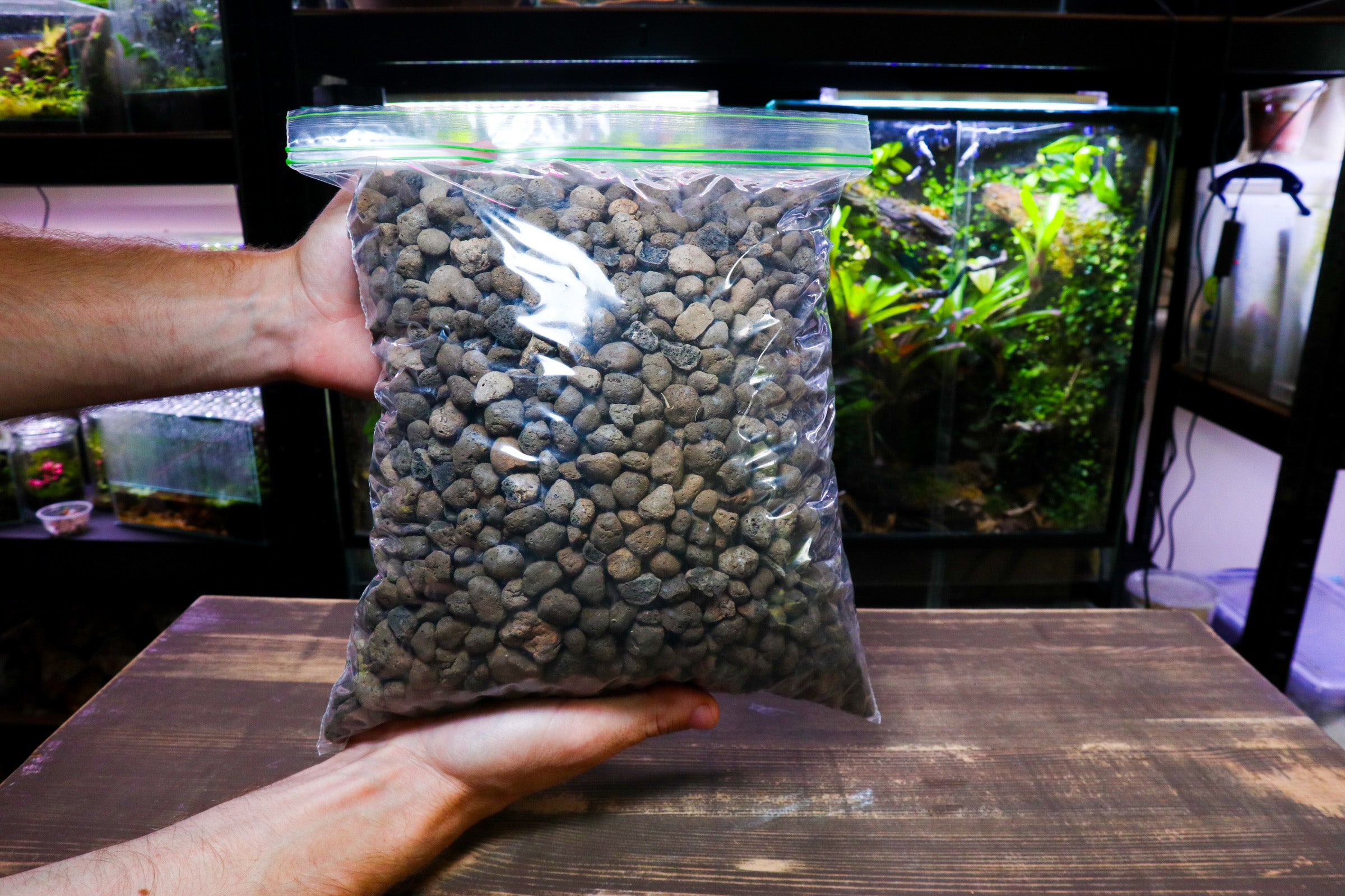 LECA Terrarium Drainage (UK Delivery Only) Terrarium Designs